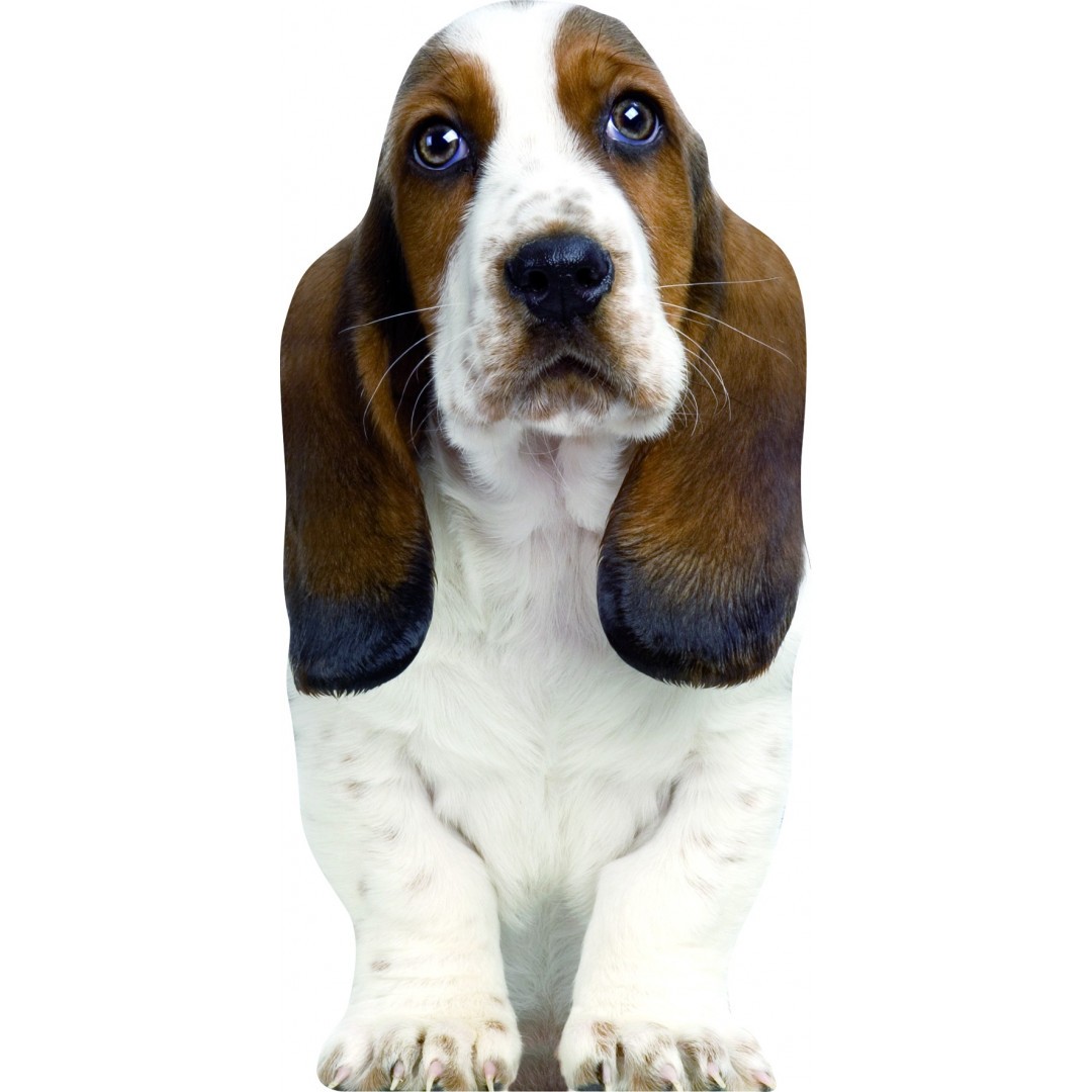 Symon the Basset Hound sitting