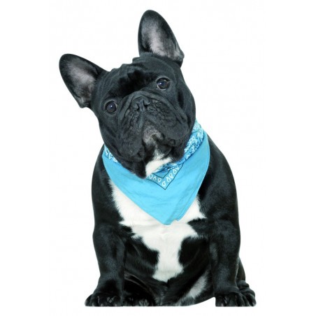 Philyp the French Bulldog - Blue scarf