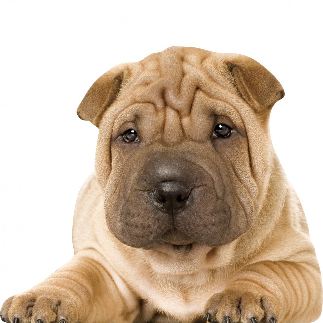 Jules le Shar Pei