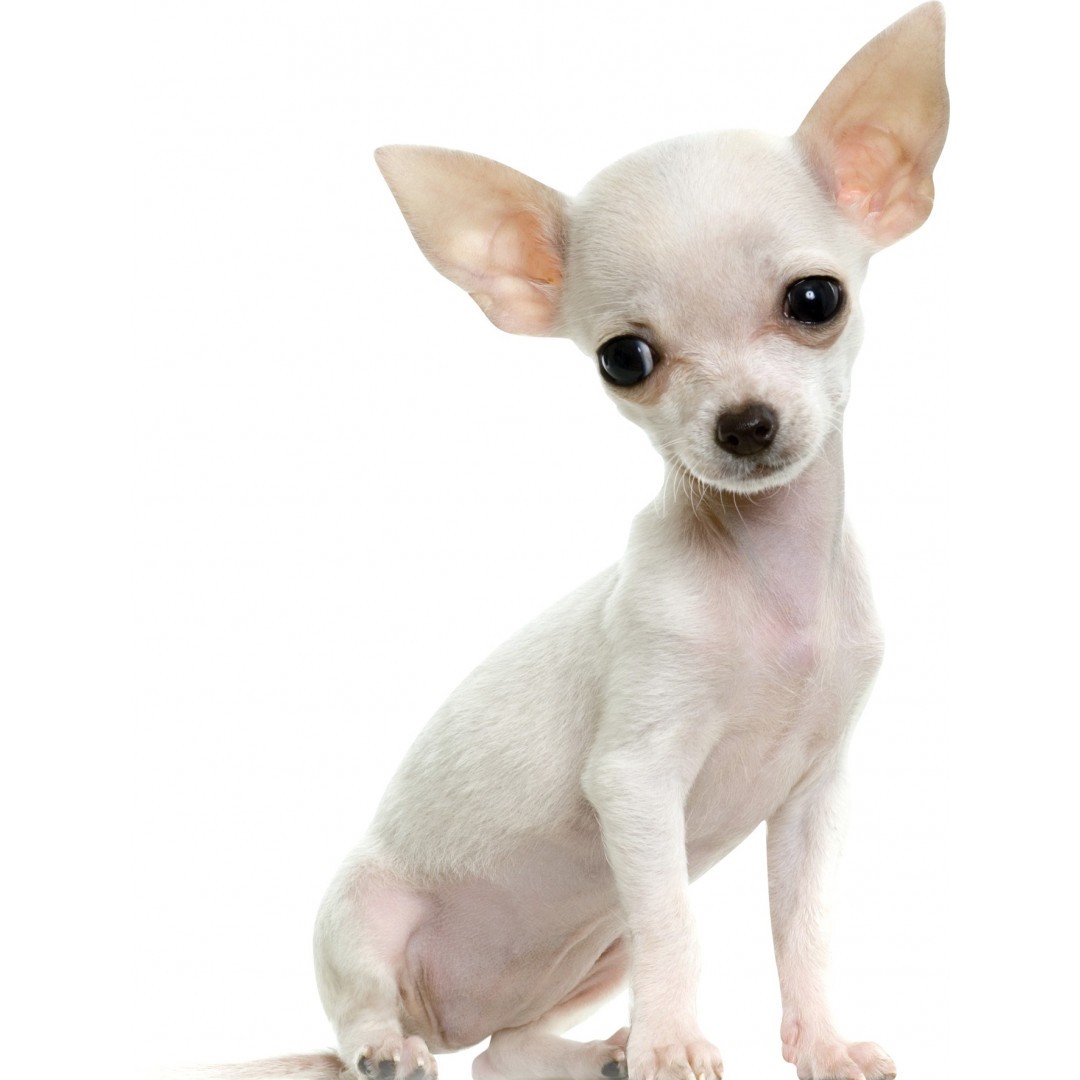 Racheyl le Chihuahua