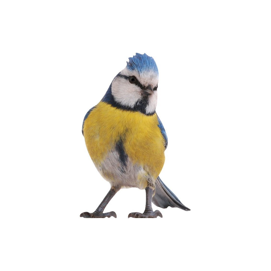 Patty the blue tit