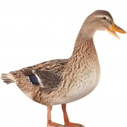 Featured image of post Female Duck In Spanish