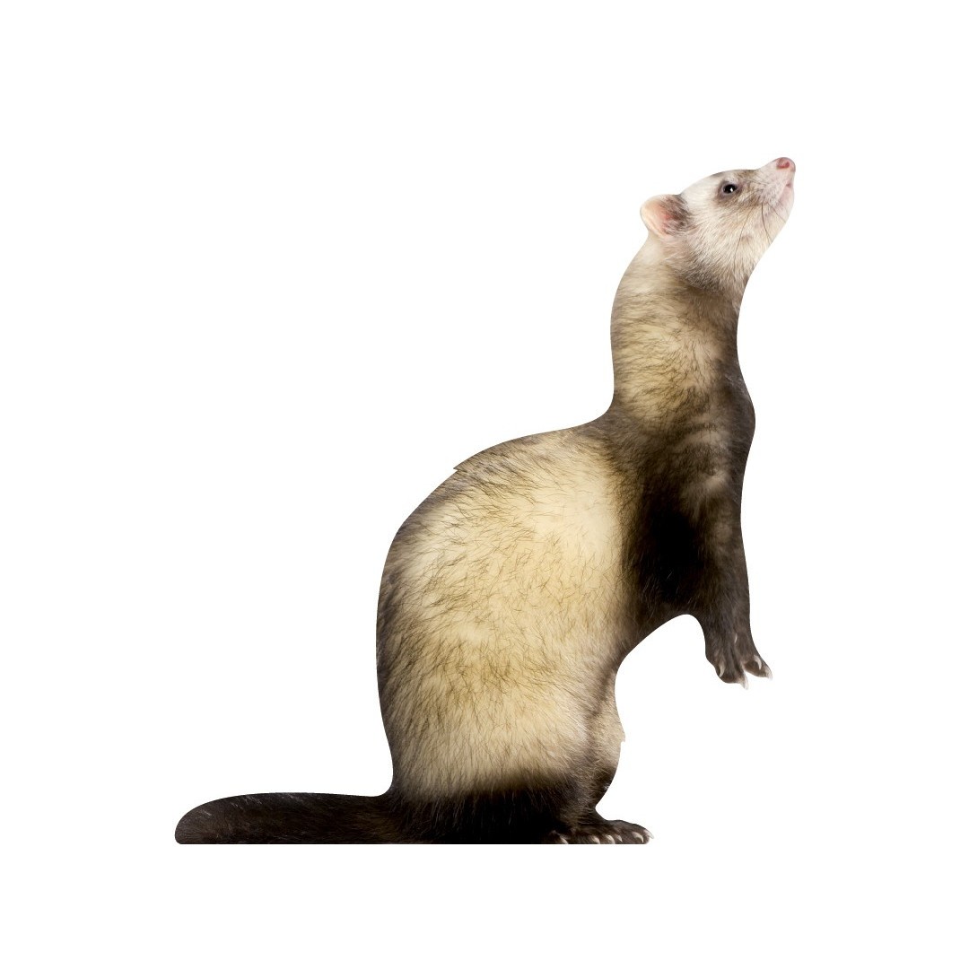 Marco the ferret