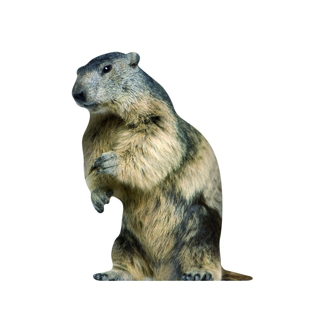 Antoyne the marmot