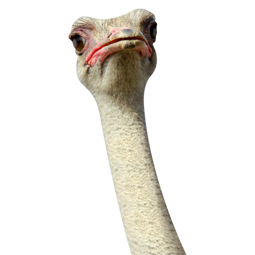 Kevyn II the ostrich