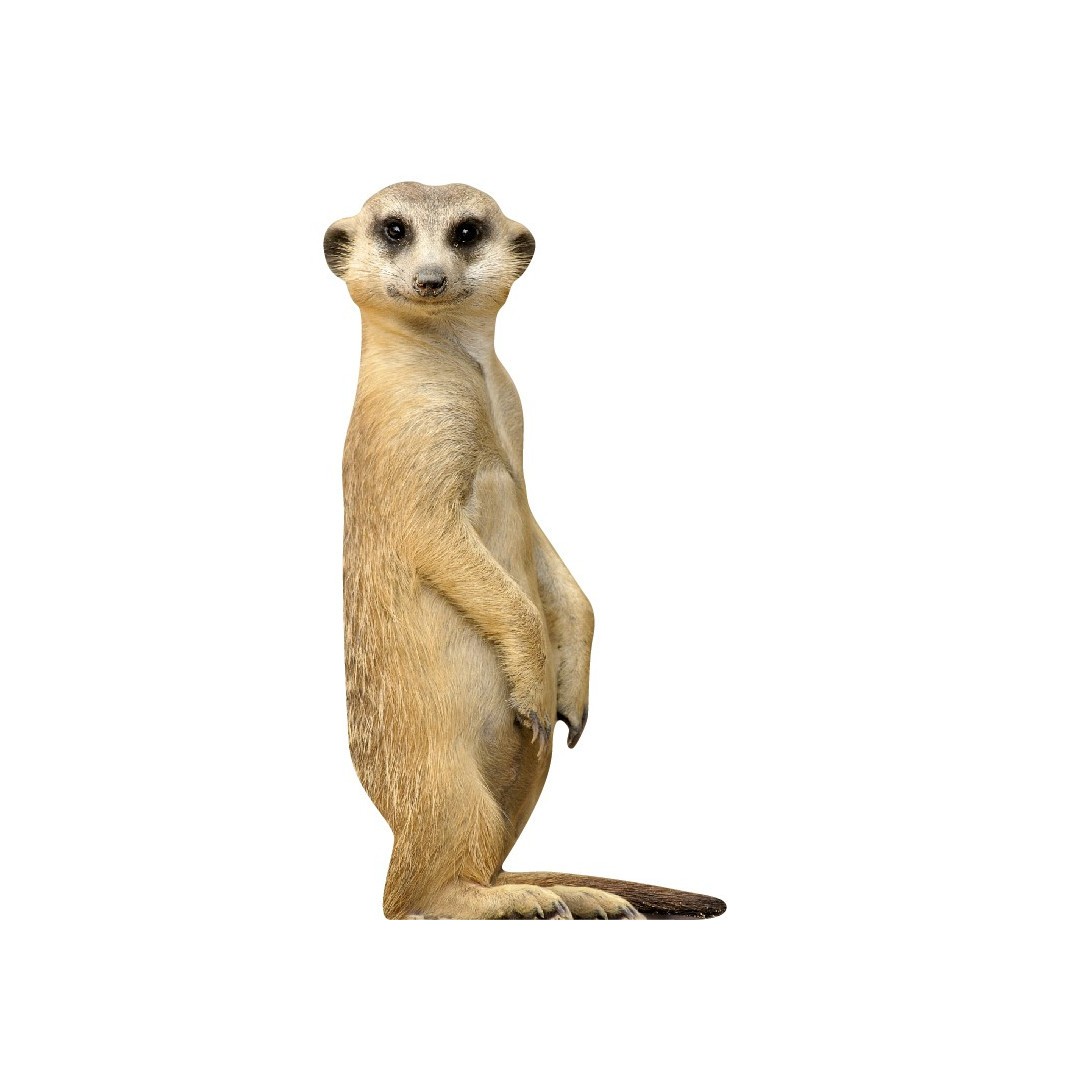 Antonyo the meerkat