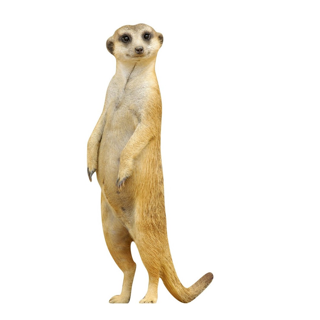 Sybille the meerkat