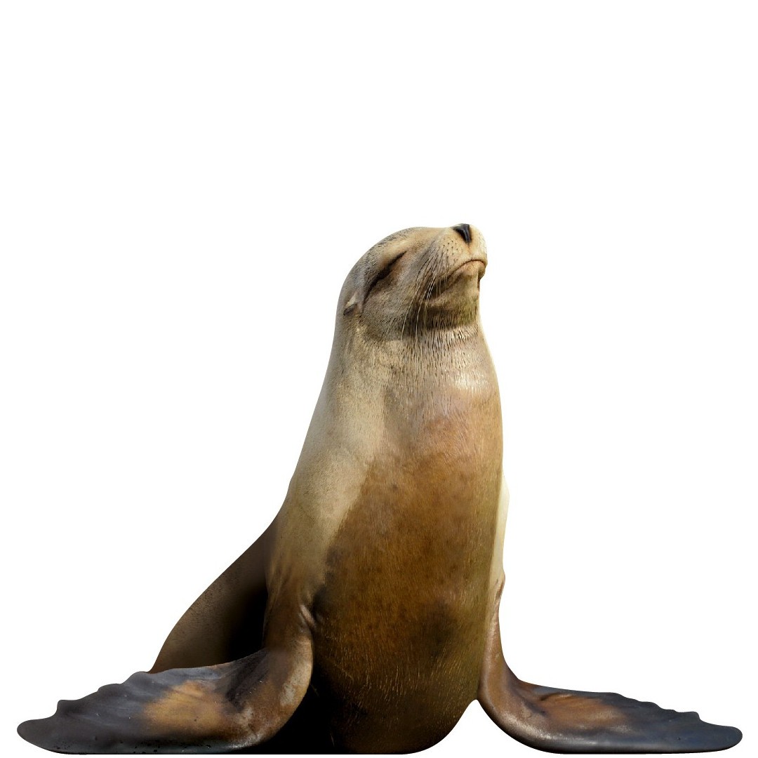 Mary the sea lion